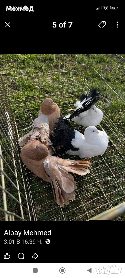 Гълаби, снимка 1