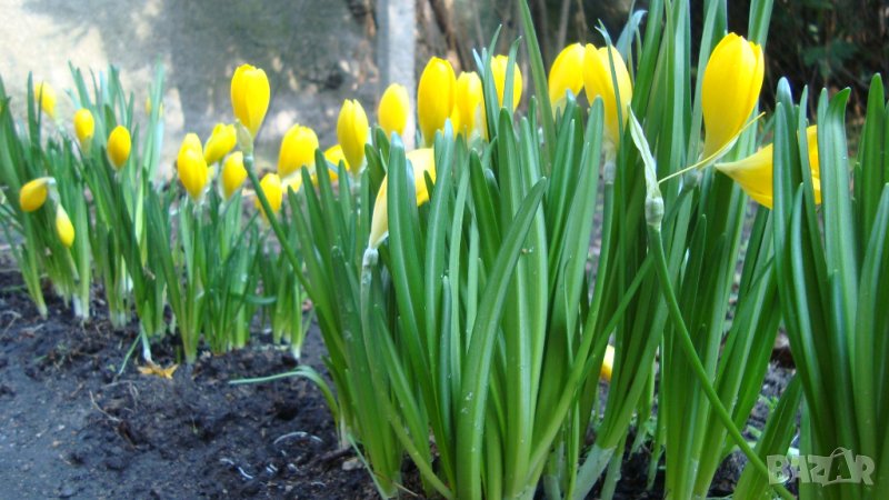 Есенен минзухар, колхикум (Colchicum automnale), снимка 1
