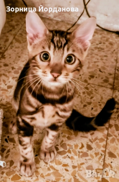 Продавам спешно Бенгалско коте , снимка 1