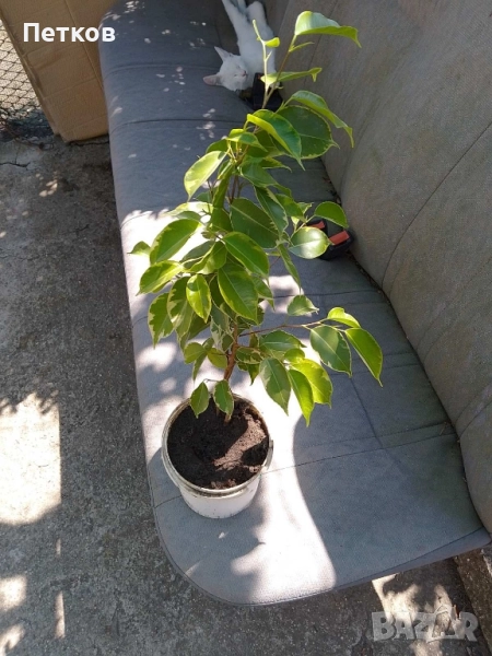 Шарен бенджамин, снимка 1