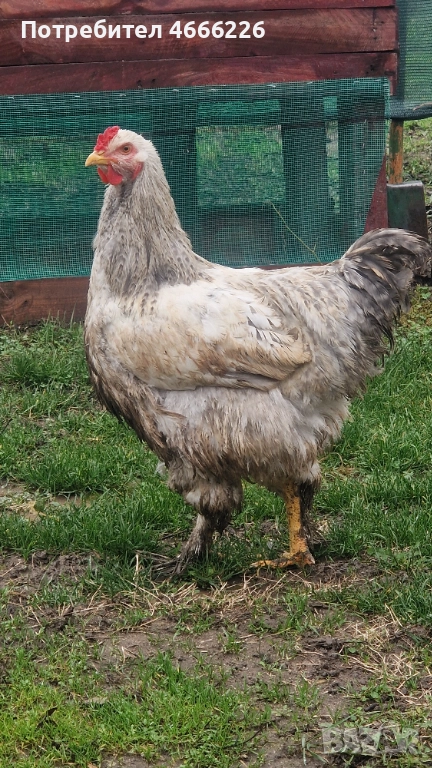 Едро петле София, снимка 1