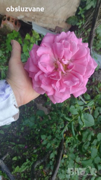 Резници едра тъмно розова роза 🎉, снимка 1