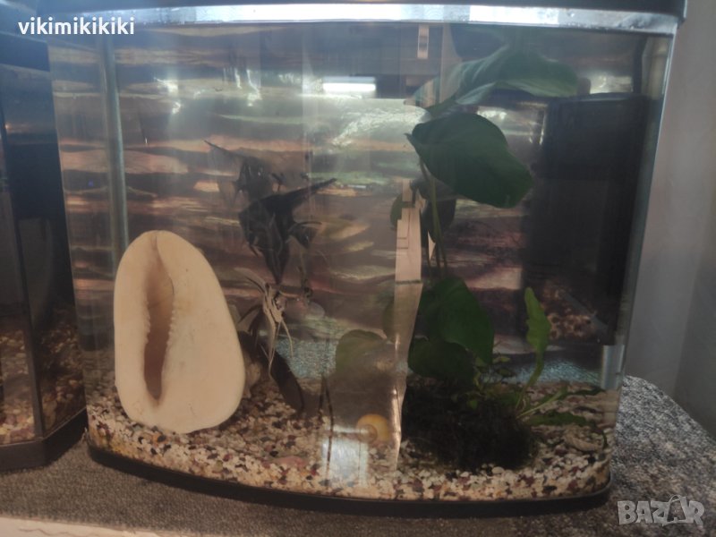 Аквариум, снимка 1