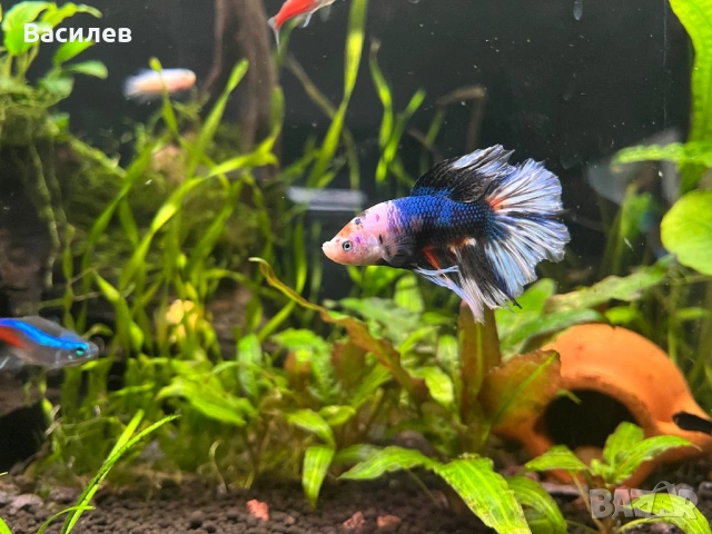 Мъжка рибка бета