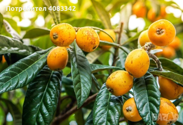 Японска Мушмула 