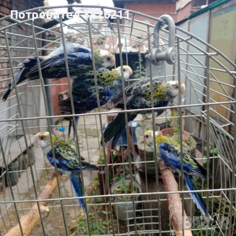 Продавам млади жълтоглави розели., снимка 4 - Папагали - 52332121