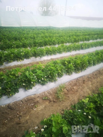 Разсад малини и ягоди , снимка 5 - Сортови семена и луковици - 54142437