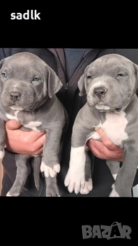 питбул блу нос мъжки и женски