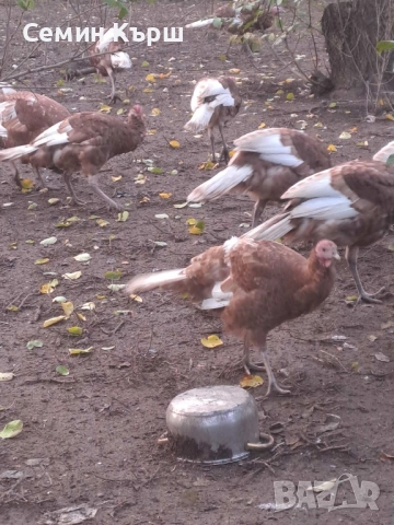 Пуйки Ред Бърбън, снимка 3 - Кокошки и пуйки - 52122158