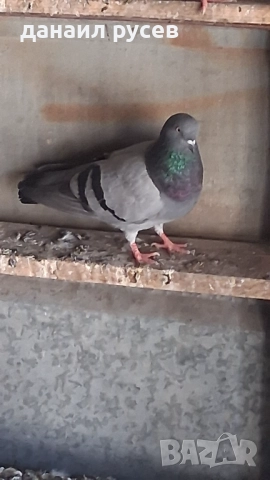 Английски типлери, снимка 14 - Гълъби - 51157443