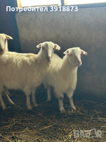 Продавам коза и яре, снимка 2 - Кози - 53150546