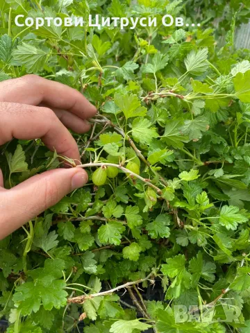 Цариградско Грозде Червено Жълто Зелено, снимка 3 - Градински цветя и растения - 50301138