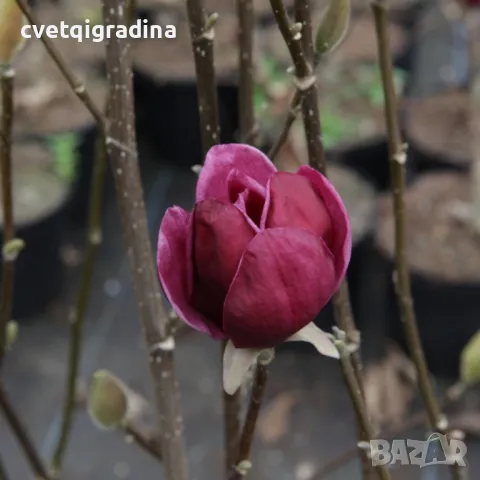 Magnolia Genie (Магнолия Джейн), снимка 2 - Градински цветя и растения - 50077816