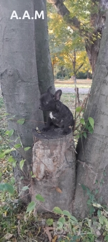 Френски булдочета 111 дни, снимка 10 - Други - 51492688