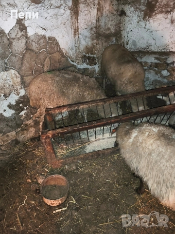 Продавам овце, снимка 2 - Други стоки за животни - 52846965