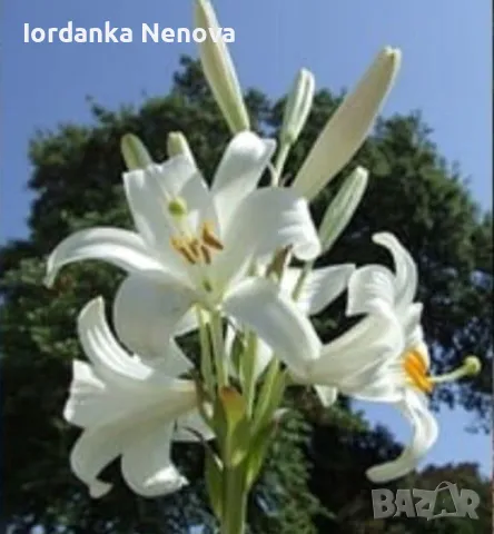 Бял крем-лилиум