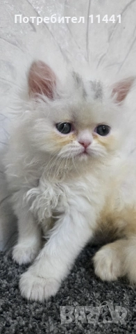 Персийско котенце, снимка 2 - Персийска - 52845721