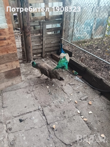 продавам пауни , снимка 4 - други­ - 52318760