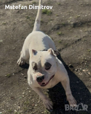 prodavam amerkasko buli , снимка 2 - Питбул - 52893693