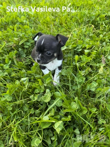 Продавам чихита, снимка 5 - Чихуахуа - 54331324