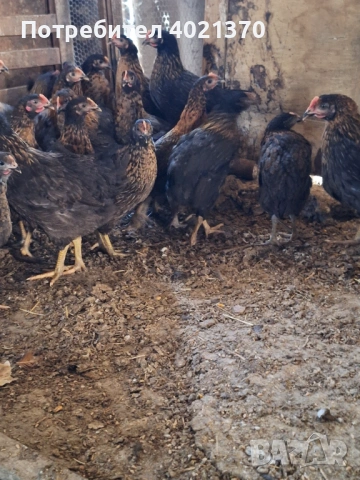 Пилета супер харко, снимка 4 - Кокошки и пуйки - 54333137