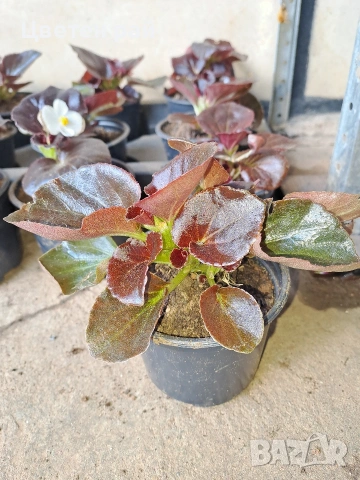 Градинска бегония 