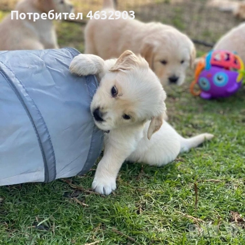 голдън ретривър момче , снимка 3 - Голдън ретривър - 52703386