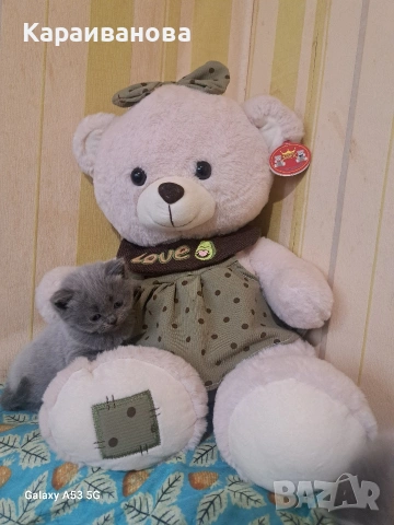 Британски сини колорпойнти , снимка 17 - Британска късокосместа - 53753333