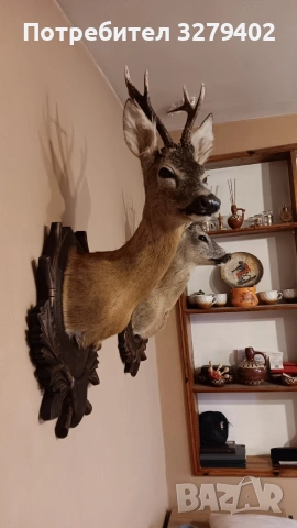 Препарирани Сръндаци 2 броя, снимка 2 - Други - 53132037