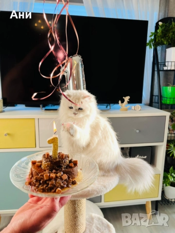 КОТЕНЦА МЕЧТА , снимка 6 - Чинчили - 52469102