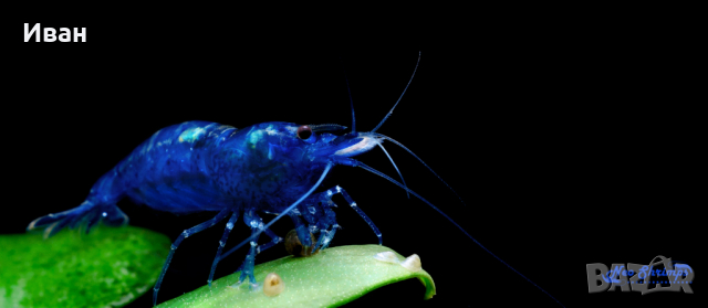 Аквариумни скариди - оранжеви /Orange Pumpkin Sakura/, снимка 4 - Други - 36537794