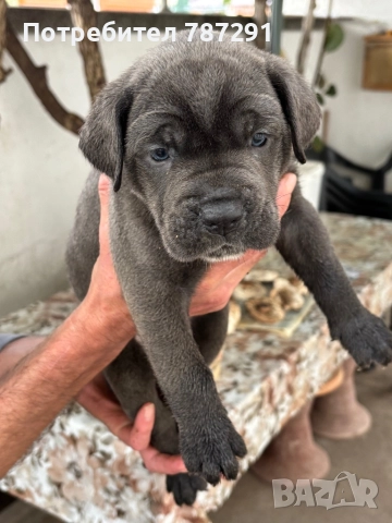 Малки Кане Корсо , снимка 1