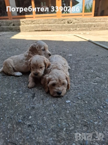 Кокер-лагото , снимка 1