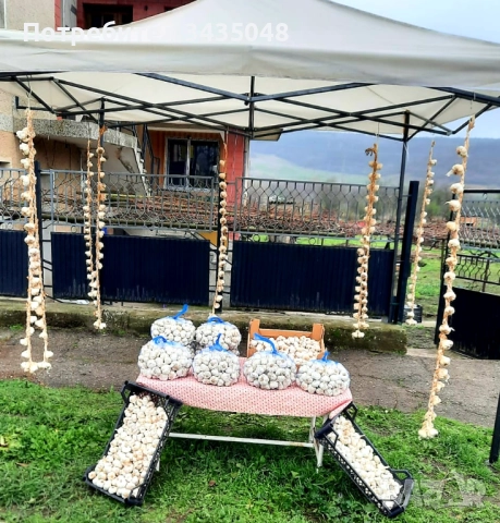 Домашен български зимен чесън собствено производство! Без химикали и пестециди!, снимка 4 - Домашни продукти - 52705970