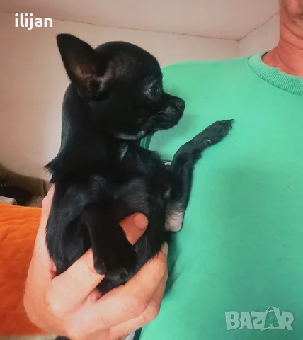 Чихуахуа късокосместо момче