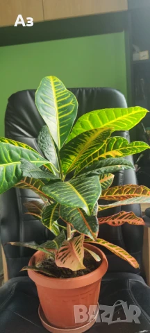 Продавам цветя Кротон – големи, 3 бр. налични, снимка 5 - Стайни растения - 50715178