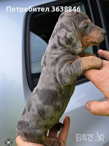 Дакел,мини дакел, снимка 1