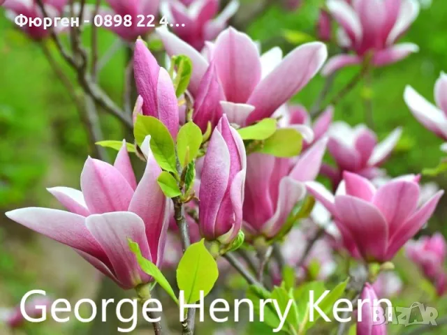 Магнолия - Magnolia НАЛИЧНИ 21 ВИДА Студоустoйчиви