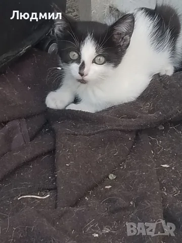 Котета подарявам!!!, снимка 12 - Други - 55702226