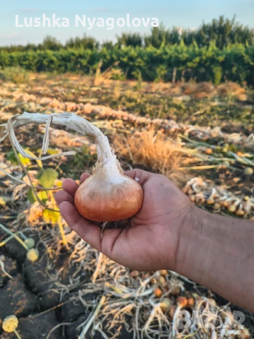 Лук, снимка 4 - Домашни продукти - 51090438