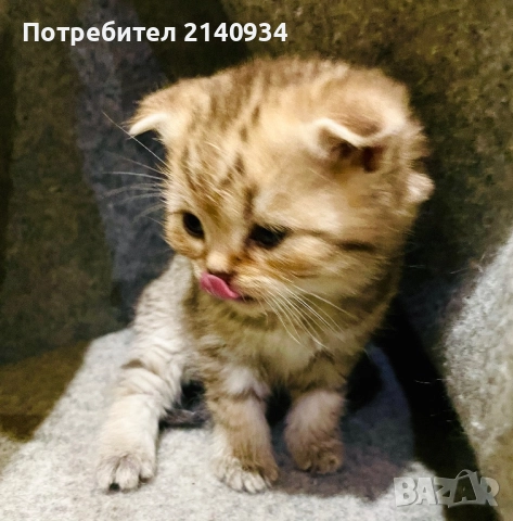 Шотландски клепоухи котенца. Златна чинчила, снимка 7 - Британска късокосместа - 52872201