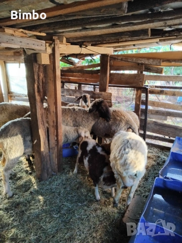 Продавам 3 агнета и 1 коч