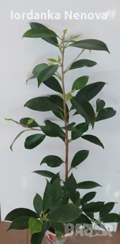 БЕНДЖАМИН, снимка 2 - Стайни растения - 49004442
