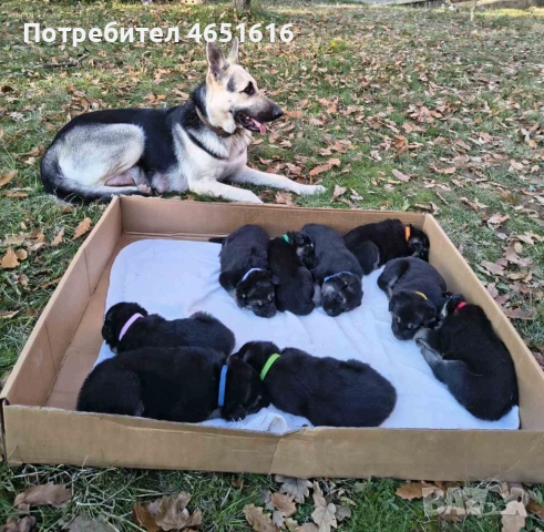 Източноевропейска овчарка, снимка 2 - Други - 52432078