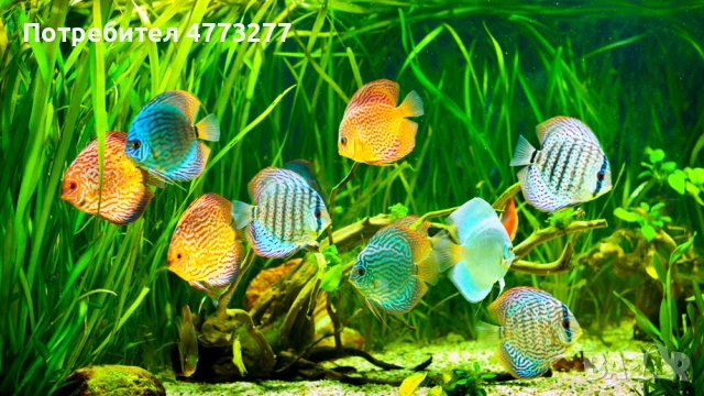 Продавам бебета дискуси.