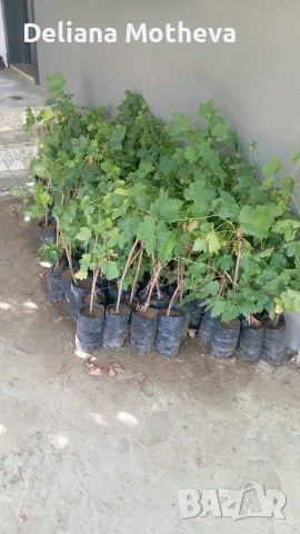 💥  Бял Аватар 💥, снимка 8 - Разсади - 56044091