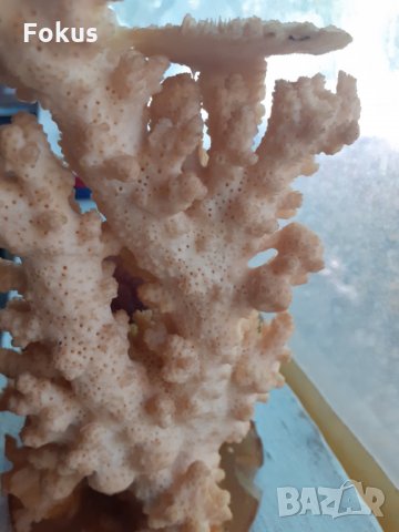 Статуетка от натурален бял корал, снимка 2 - Антикварни и старинни предмети - 34348212