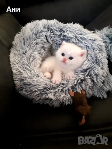 Много Красиви Котенца .Момиченце ,Момченце като Меченце