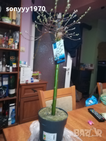 PATIO SALIX LONA-ВЪРБА 60СМ В САКСИЯ 0903241833, снимка 6 - Градински цветя и растения - 44686087