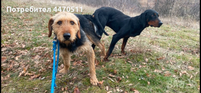 Ловни кучета, снимка 7 - Гонче - 54316867